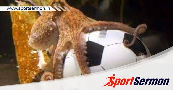 Paul the Octopus and His Unforgettable Legacy  