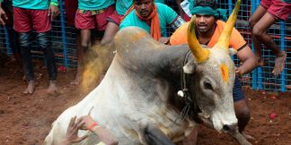 Jallikattu: Tradition & the Future of Tamil Nadu's Bull Taming Festival  
