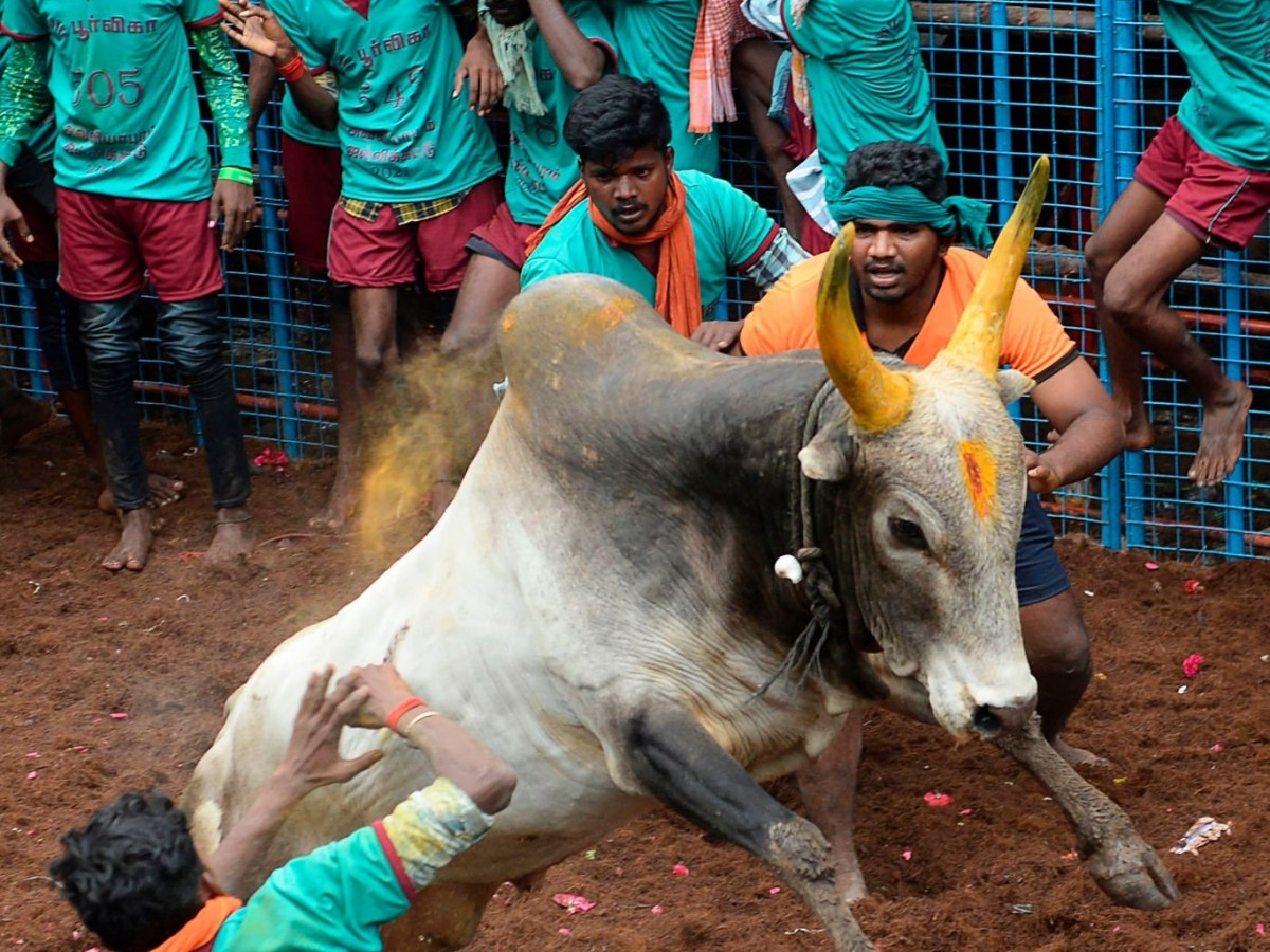 Jallikattu: Tradition & the Future of Tamil Nadu's Bull Taming Festival   Jallikattu: Tradition & the Future of Tamil Nadu's Bull Taming Festival