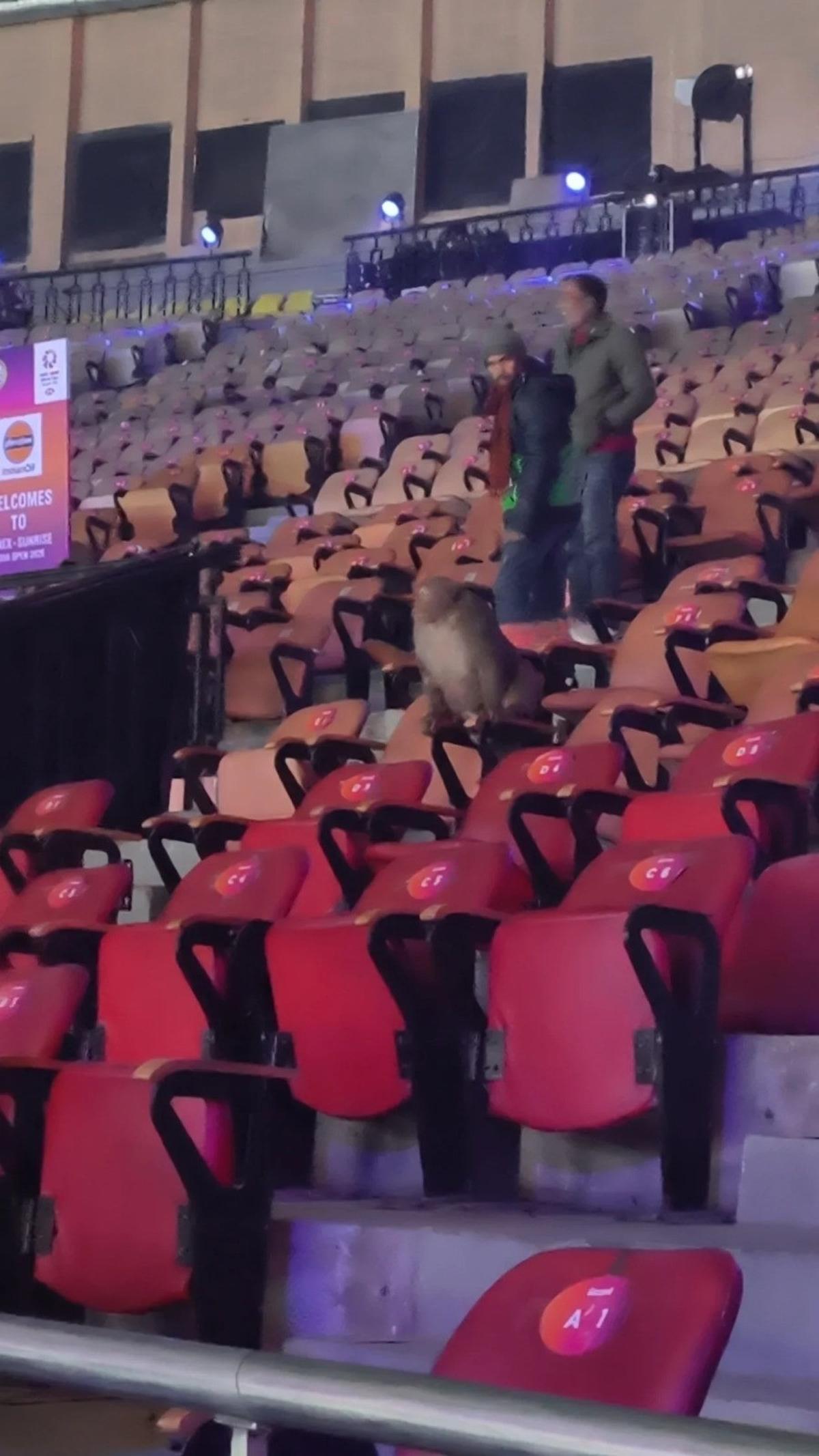 At badminton Worlds in Delhi, langur calls to prevent macaque intruders  
